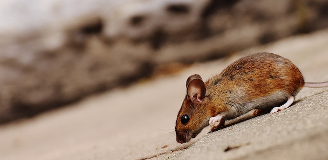 a mouse walking on concrete