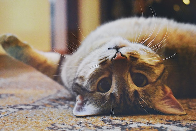 cat rolling around on a rug