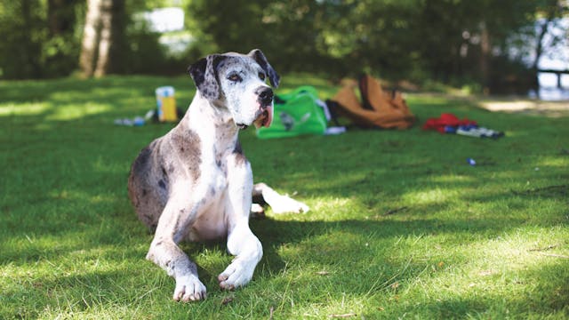 great dane laying on a lawn