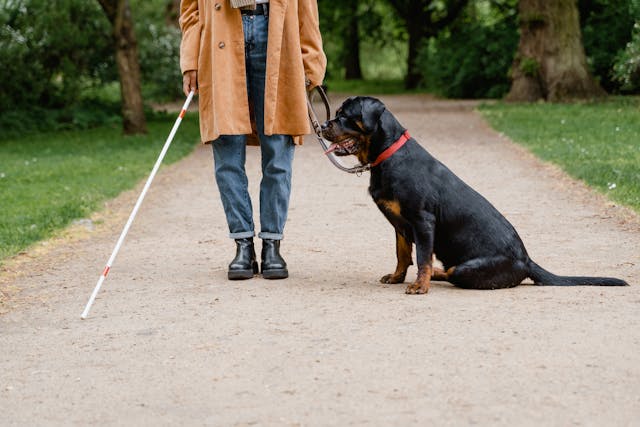 person standing next to a service dog